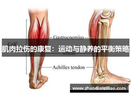 肌肉拉伤的康复：运动与静养的平衡策略